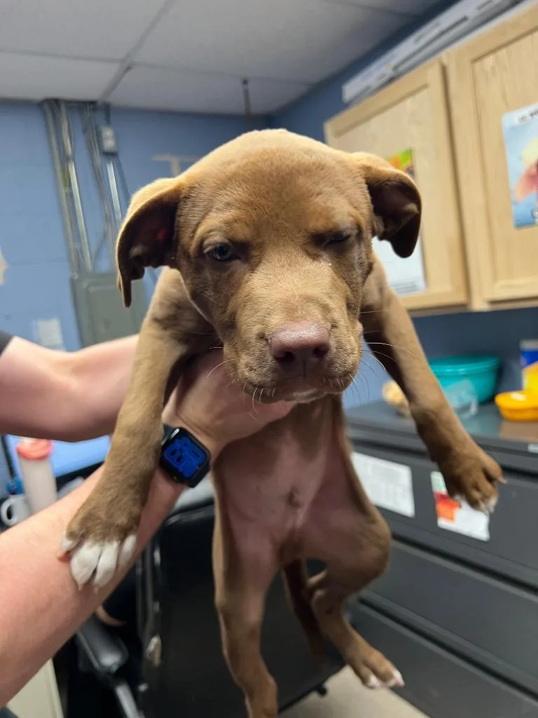A baby small-sized male Pit Bull Terrier dog named Wishbone for adoption in Troy, OH