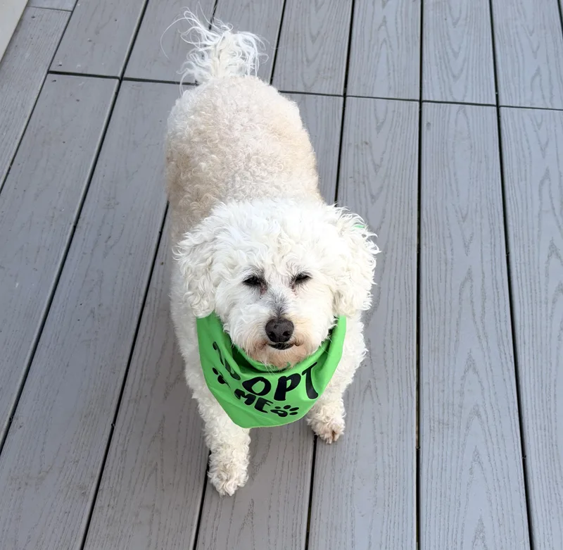 A senior small-sized female Goldendoodle dog named Mazzie for adoption in Worcester, MA