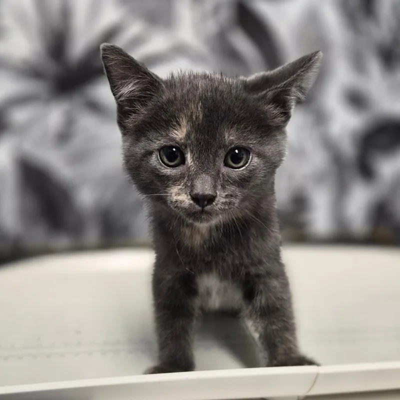 A baby small-sized female Domestic Medium Hair cat named Strudel for adoption in Wahiawa, HI