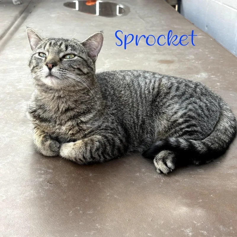 Sprocket