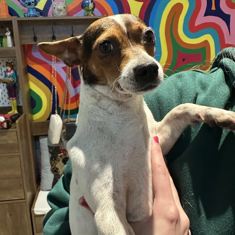 Penny Lane thumbnail 3