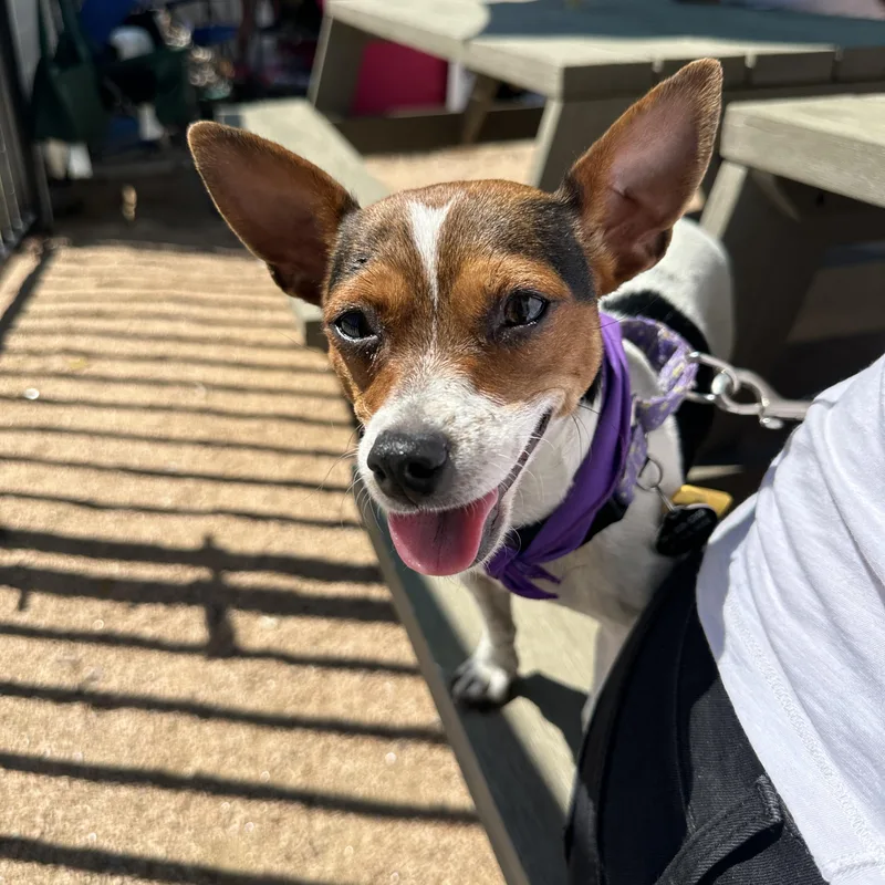 An adult small-sized female Jack Russell Terrier dog named Penny Lane for adoption in Austin, TX