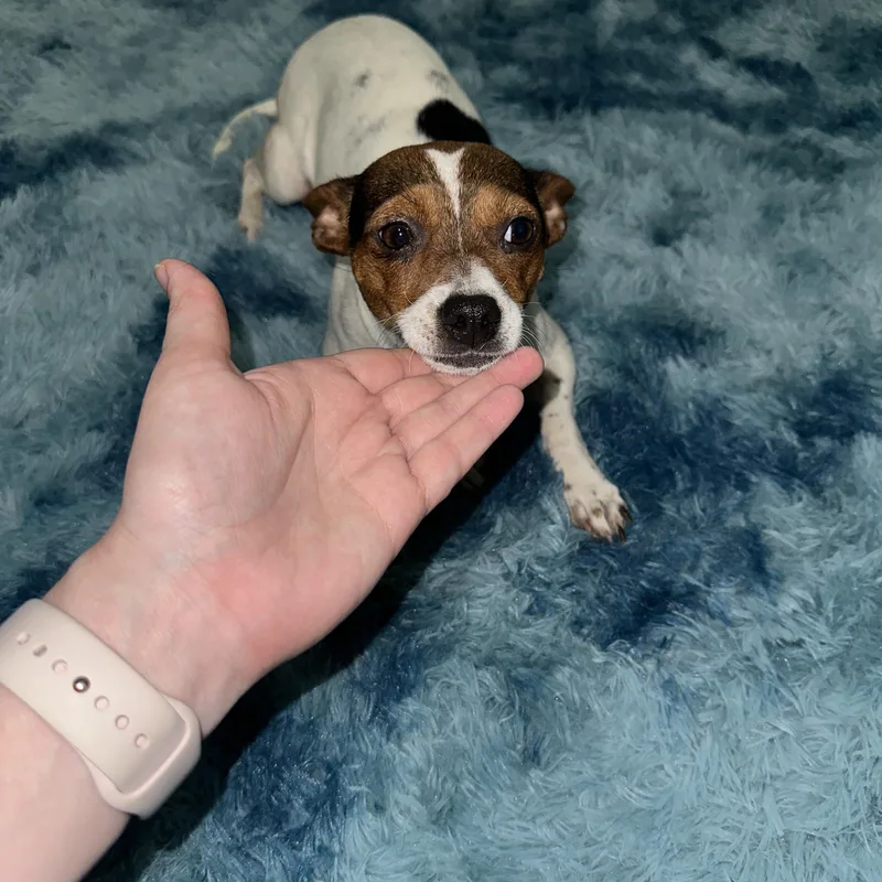 Penny Lane thumbnail 5