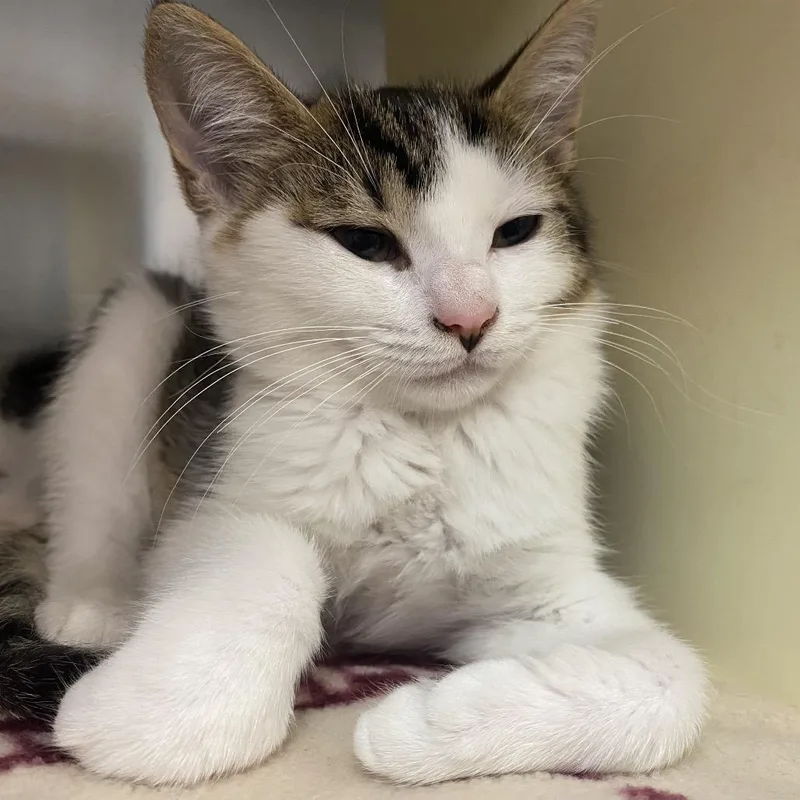 A baby small-sized female Calico Domestic Short Hair cat named Dora for adoption in Newark, NJ