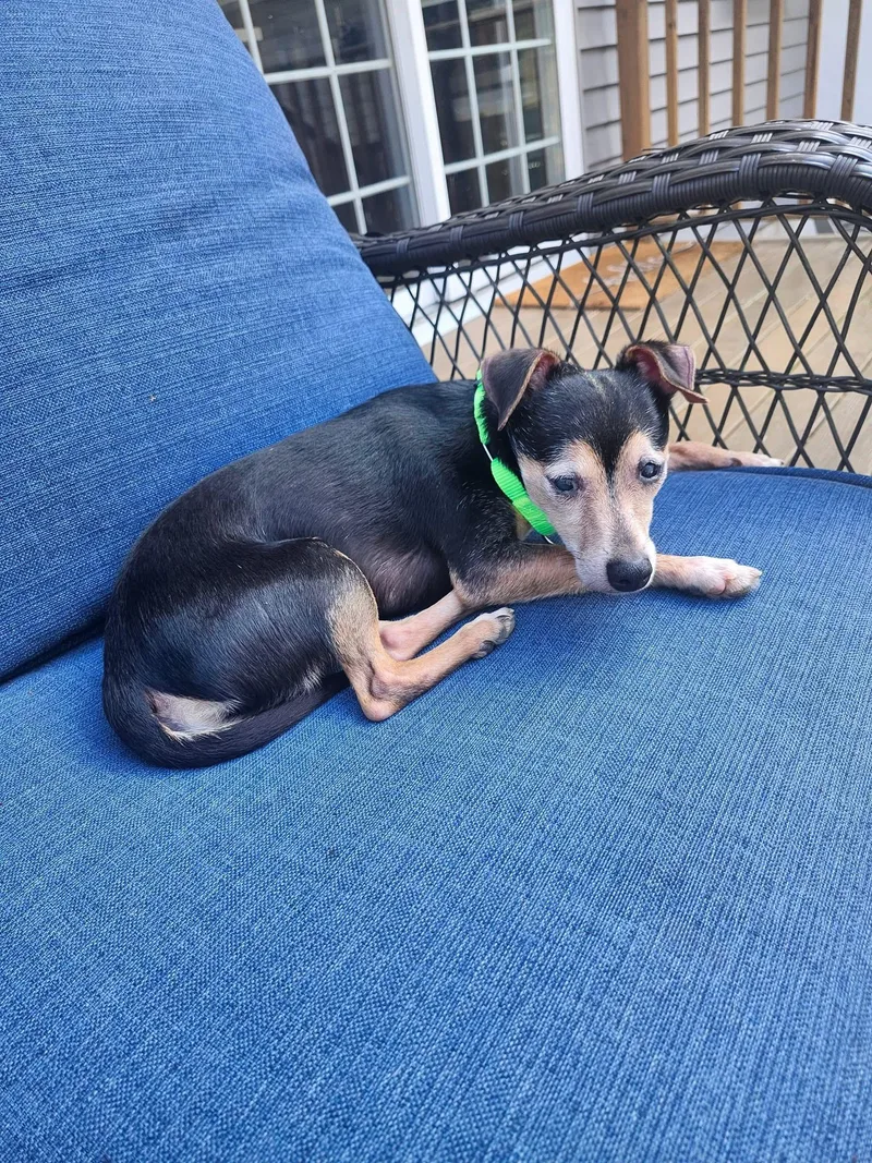 An adult small-sized male Chihuahua dog named Prince for adoption in Succasunna, NJ