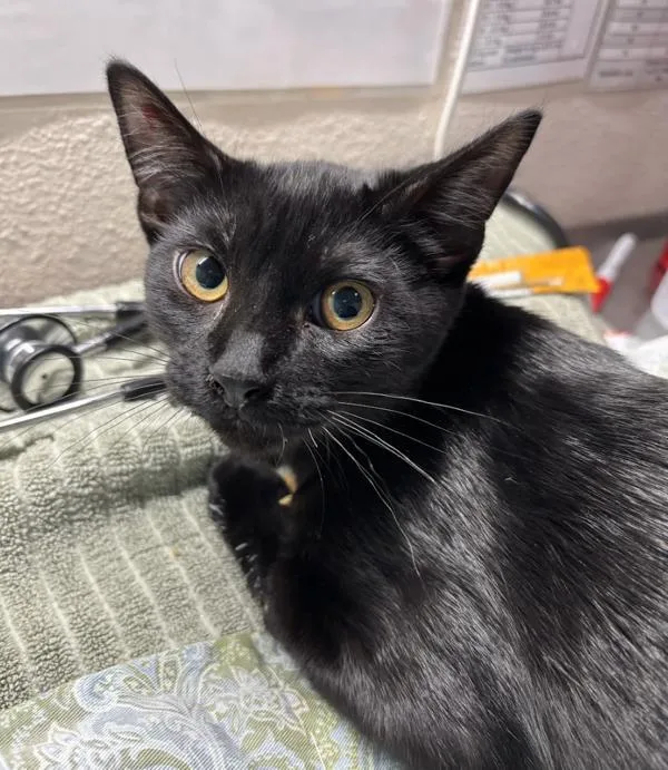 A young small-sized male Domestic Short Hair cat named Nightcrawler for adoption in Sherwood, OR