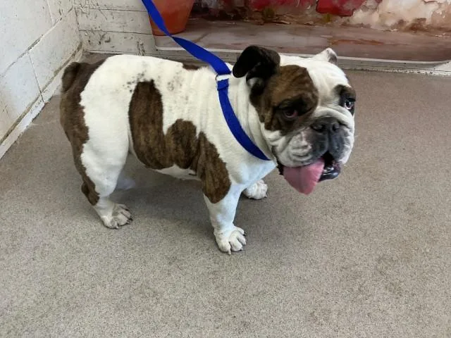 A young medium-sized female English Bulldog dog named Moomoo for adoption in San Bernardino, CA