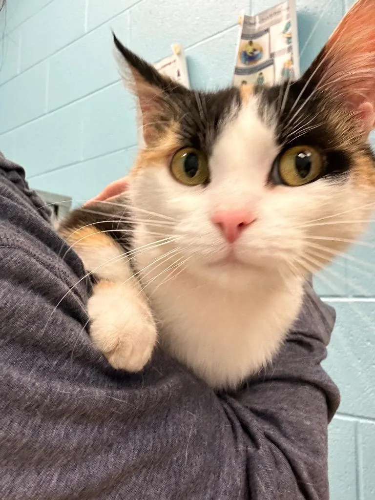 An adult medium-sized female Calico Domestic Short Hair cat named Ruby for adoption in Frankfort, KY