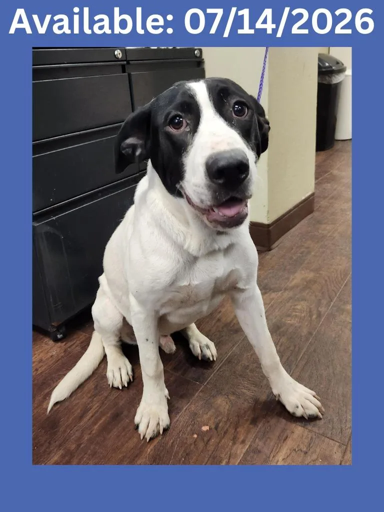 A young medium-sized male Cattle Dog dog named Dog Kennel for adoption in Greenville, TX