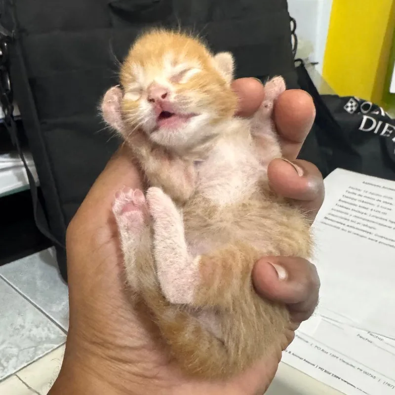 A baby small-sized male Orange / Red Domestic Short Hair cat named Sunny for adoption in Vieques, PR