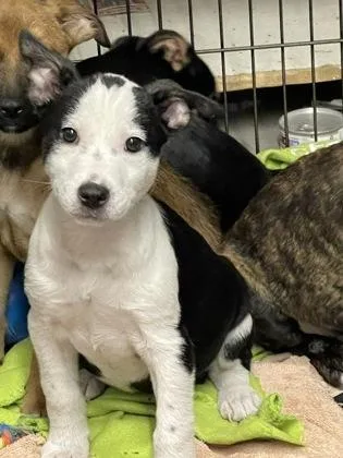 A baby small-sized female Mixed Breed dog named Marshmallow for adoption in West Chester, PA