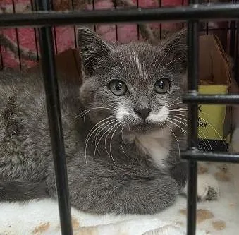A baby small-sized female Domestic Medium Hair cat named Wibble Wobble for adoption in Clinton, MO