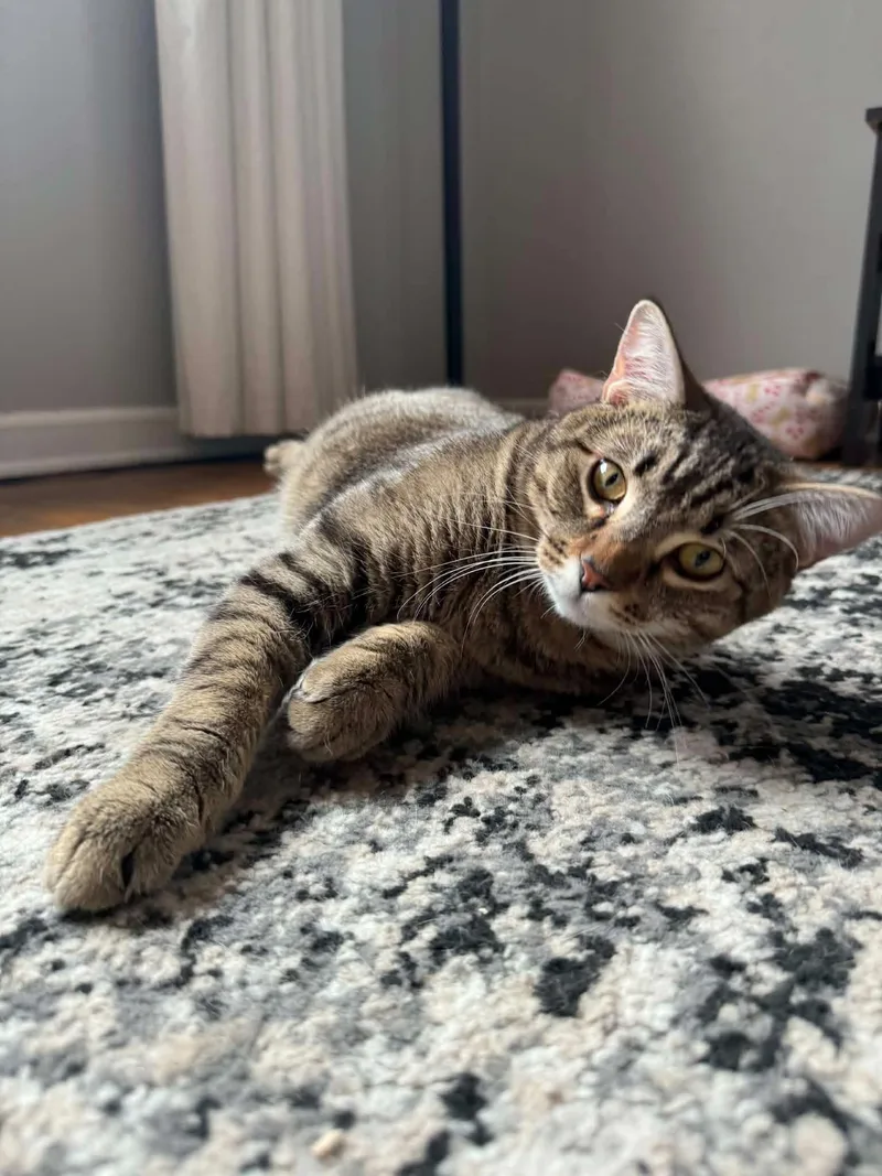 A young medium-sized male Tabby (Buff / Tan / Fawn) Domestic Short Hair cat named Stanley for adoption in Manhattan, KS