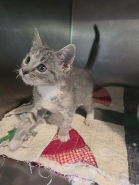 A baby small-sized male Domestic Short Hair cat named Zephyr for adoption in Cleveland, TN