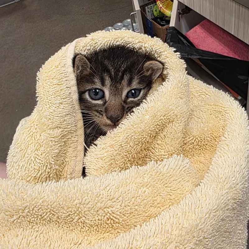 A baby small-sized male Brown / Chocolate Domestic Short Hair cat named Ken for adoption in Chattanooga, TN