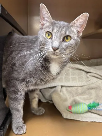 A baby medium-sized female Domestic Short Hair cat named Sprout $ for adoption in Seneca, SC