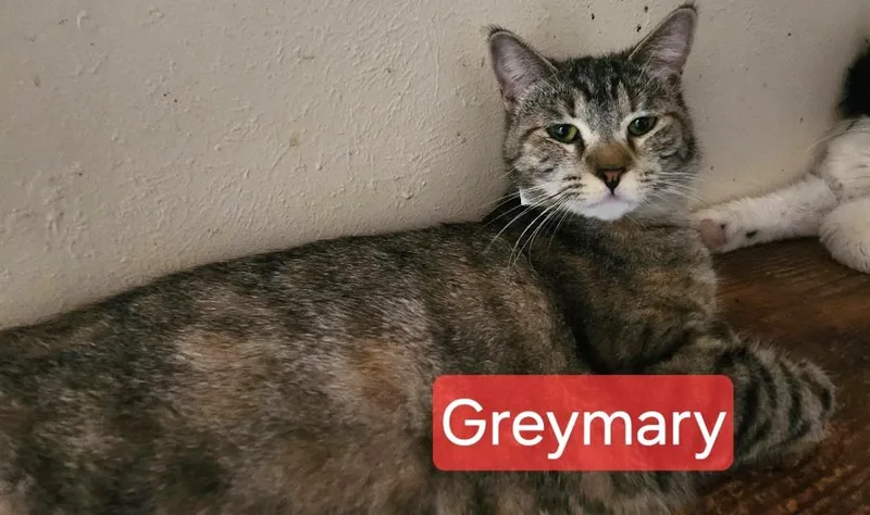 Greymary thumbnail 2