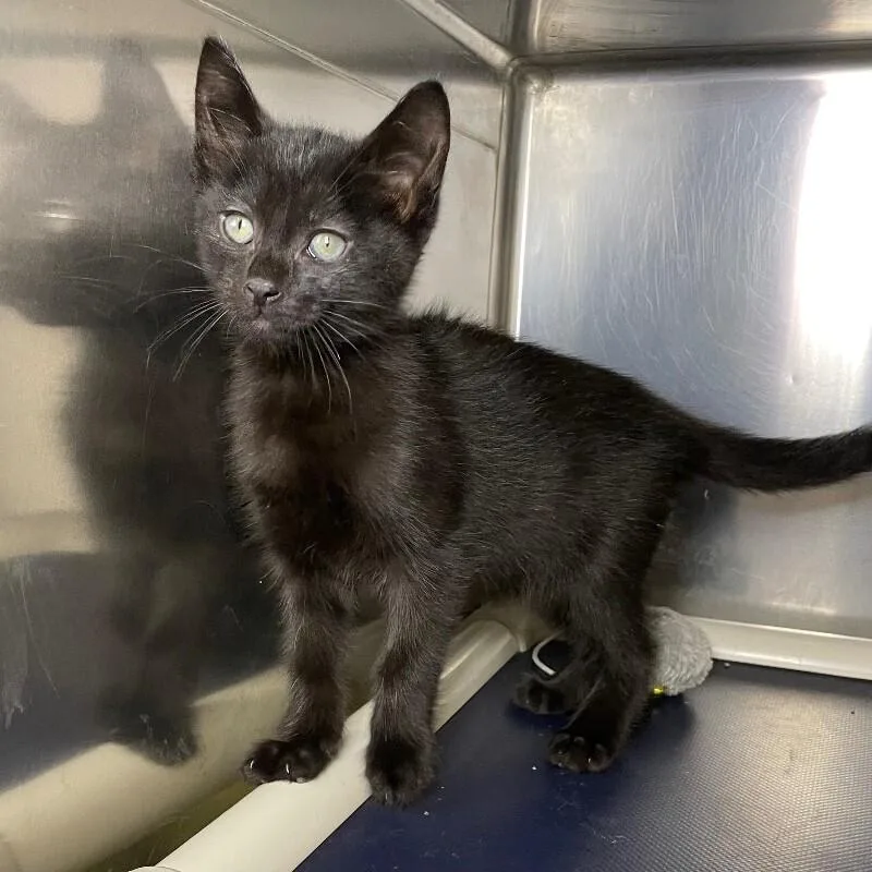 A baby medium-sized male Domestic Short Hair cat named Bumble for adoption in Roanoke, VA