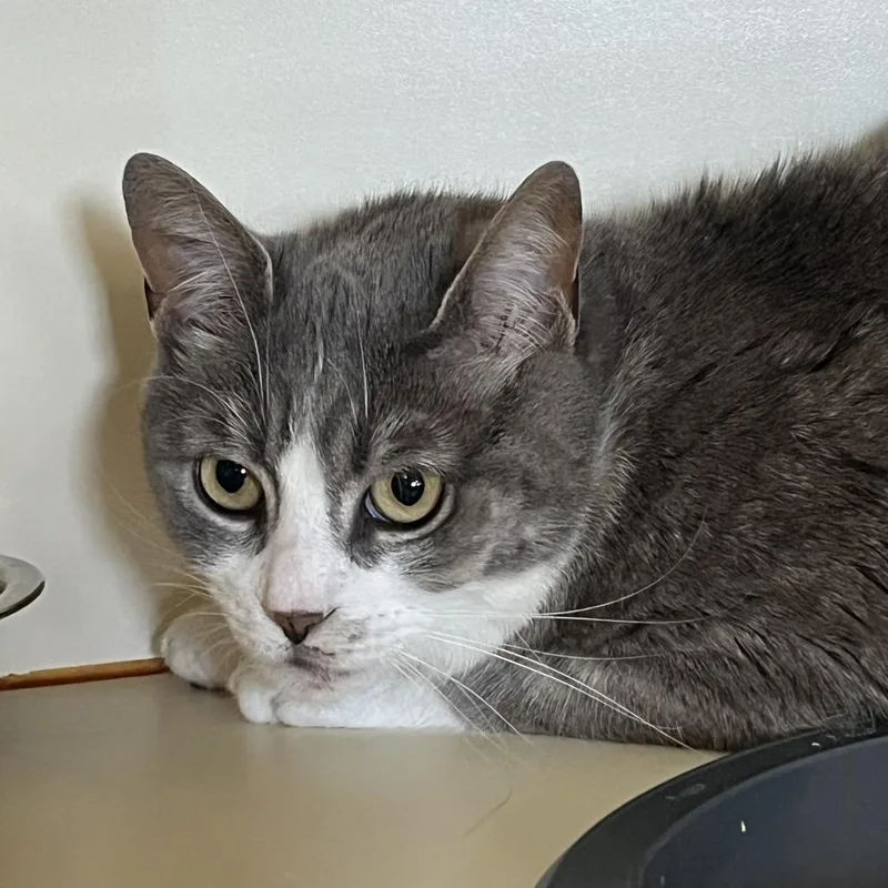 An adult medium-sized female Gray / Blue / Silver American Shorthair cat named Lainey for adoption in Idaho Falls, ID