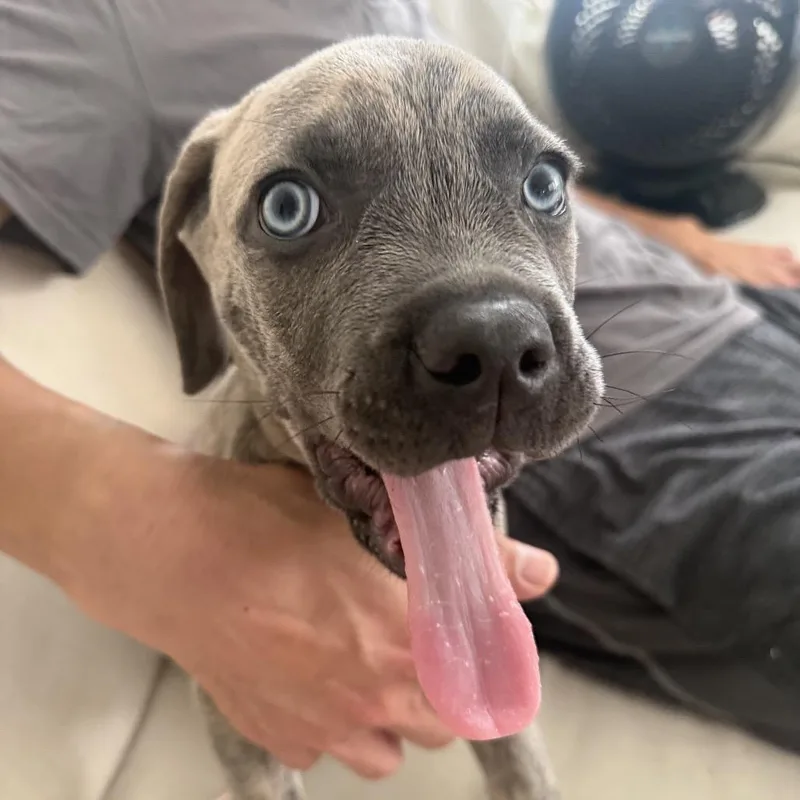 A baby small-sized male Cane Corso dog named Limone for adoption in Los Angeles, CA