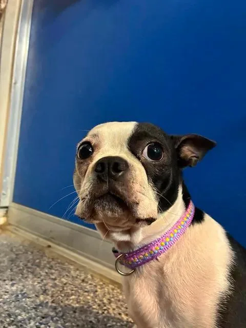 A young small-sized female Black Boston Terrier dog named Lily for adoption in Mason City, IL