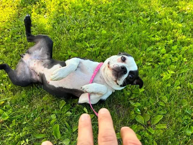 Lily thumbnail 2
