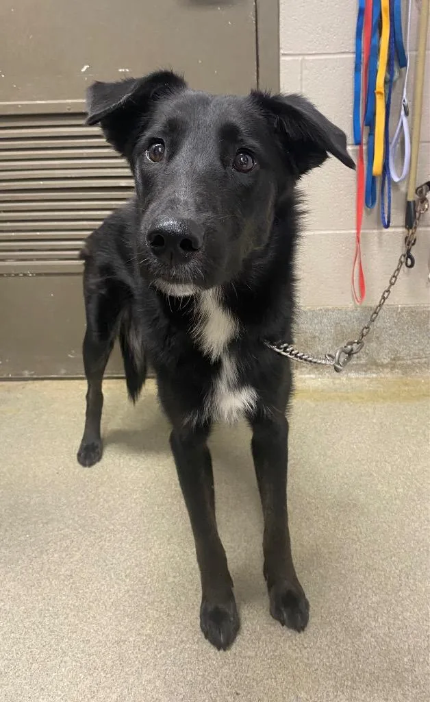A young large-sized male Retriever dog named Haymitch for adoption in Hopkinsville, KY