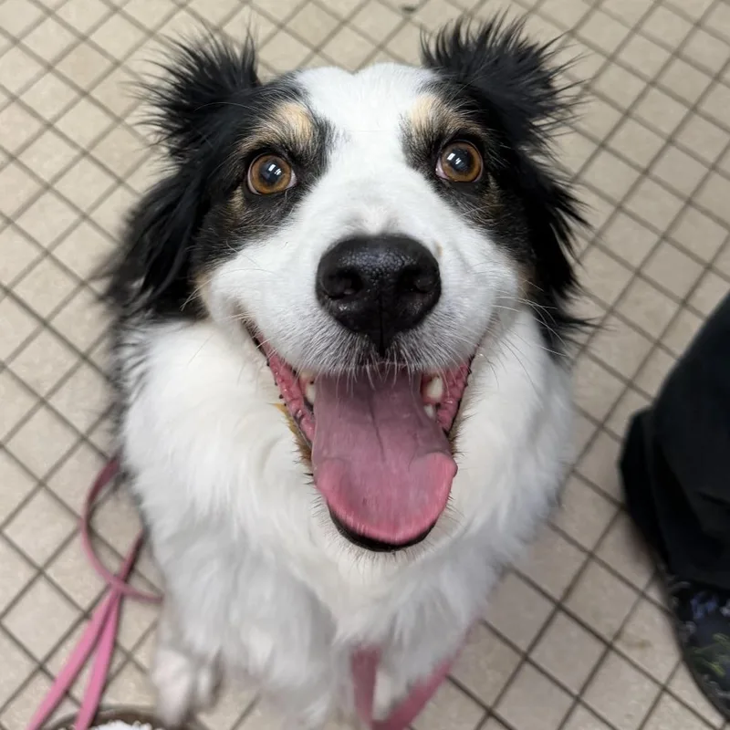 A senior medium-sized female Black Australian Shepherd dog named Bonnie for adoption in Camden, DE