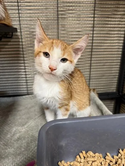A young small-sized female Domestic Short Hair cat named Gretchen for adoption in Missoula, MT