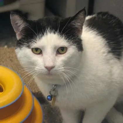 An adult large-sized male White Domestic Short Hair cat named Zimba for adoption in Lansing, MI