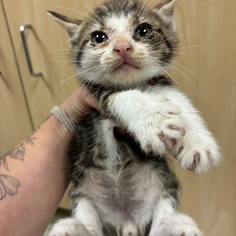 A baby small-sized male Brown / Chocolate Domestic Short Hair cat named Lo Mein for adoption in Windsor, VA