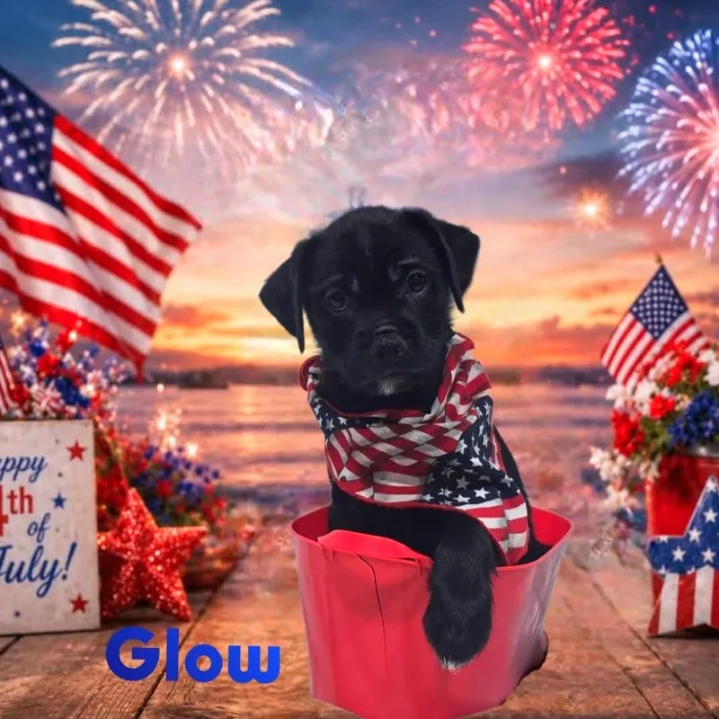 A baby small-sized male Black Mixed Breed dog named Glow for adoption in Joliet, IL
