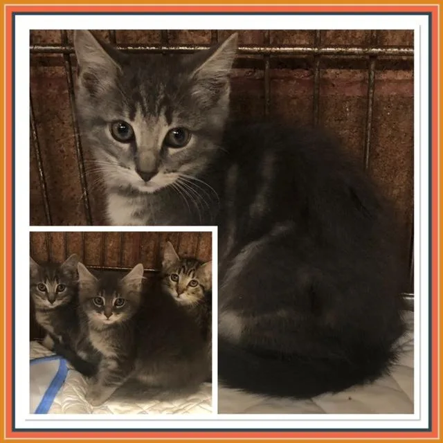 A baby small-sized female Tabby (Gray / Blue / Silver) Domestic Short Hair cat named Davina for adoption in Buckhannon, WV