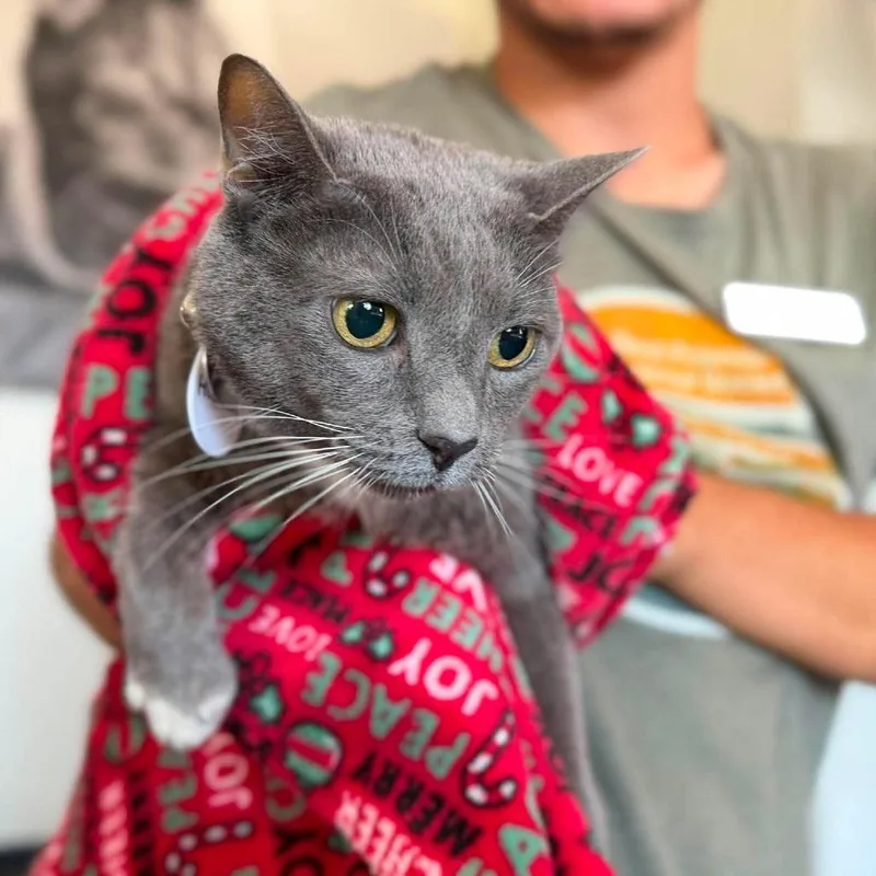 A senior small-sized female Gray / Blue / Silver Domestic Short Hair cat named Hannah for adoption in Ramona, CA