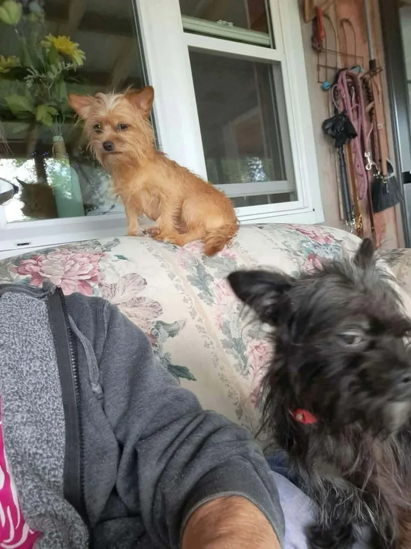 Ginger thumbnail 3