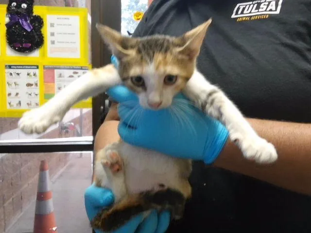 A baby small-sized female Domestic Short Hair cat named Delilah for adoption in Tulsa, OK