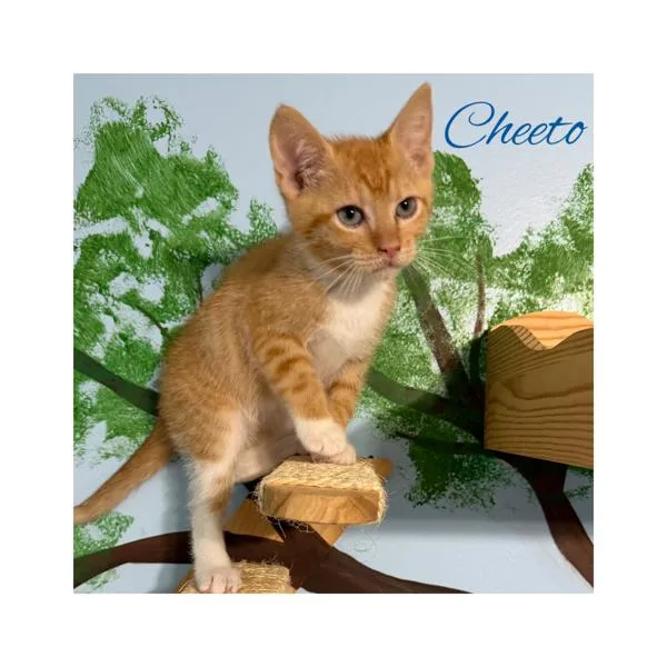Cheeto