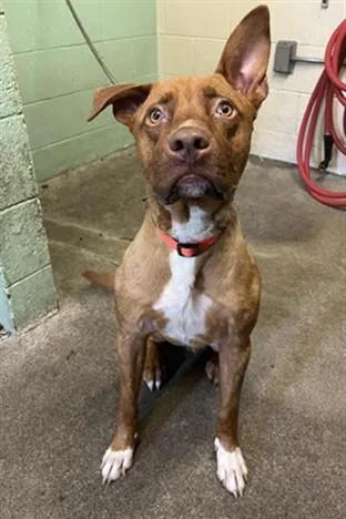 A young large-sized male Pit Bull Terrier dog named Bacon Bits for adoption in Sacramento, CA