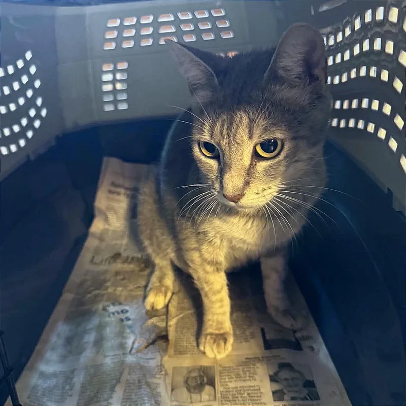 A young medium-sized female Gray / Blue / Silver Domestic Short Hair cat named Lucy for adoption in SAN ANTONIO, TX
