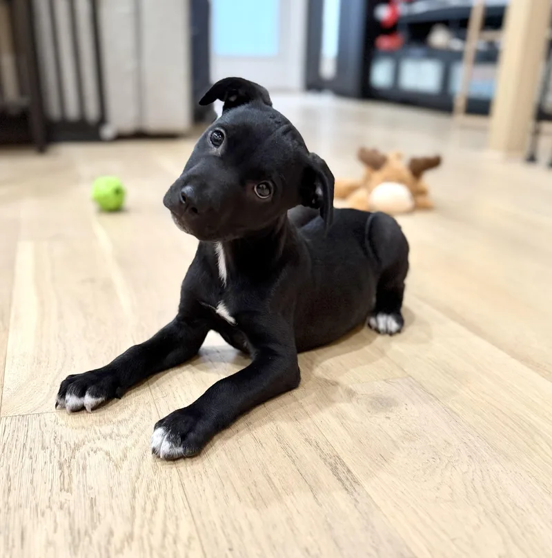 A baby medium-sized male Black American Staffordshire Terrier dog named Nate for adoption in Houston, TX