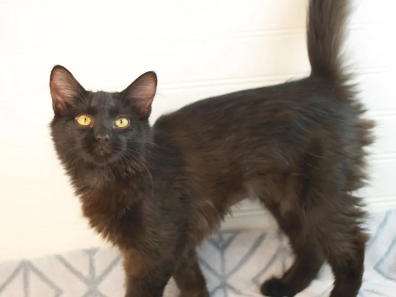 A baby small-sized female Black Domestic Long Hair cat named Morticia for adoption in Cookeville, TN