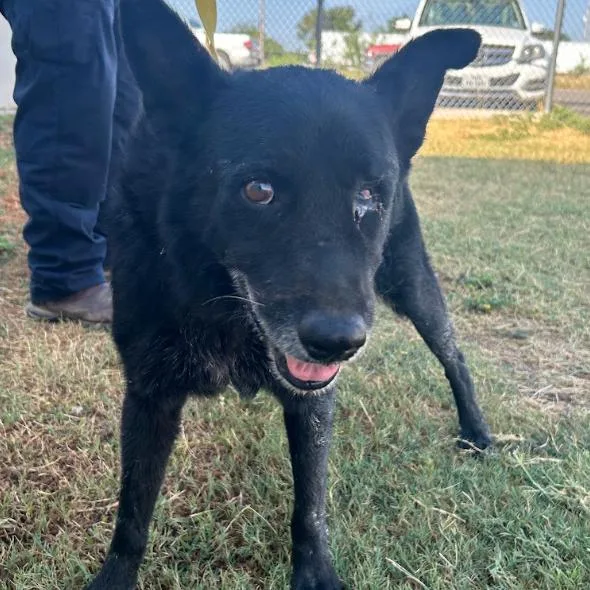 An adult medium-sized male Black German Shepherd Dog named Rafferty for adoption in Austin, TX