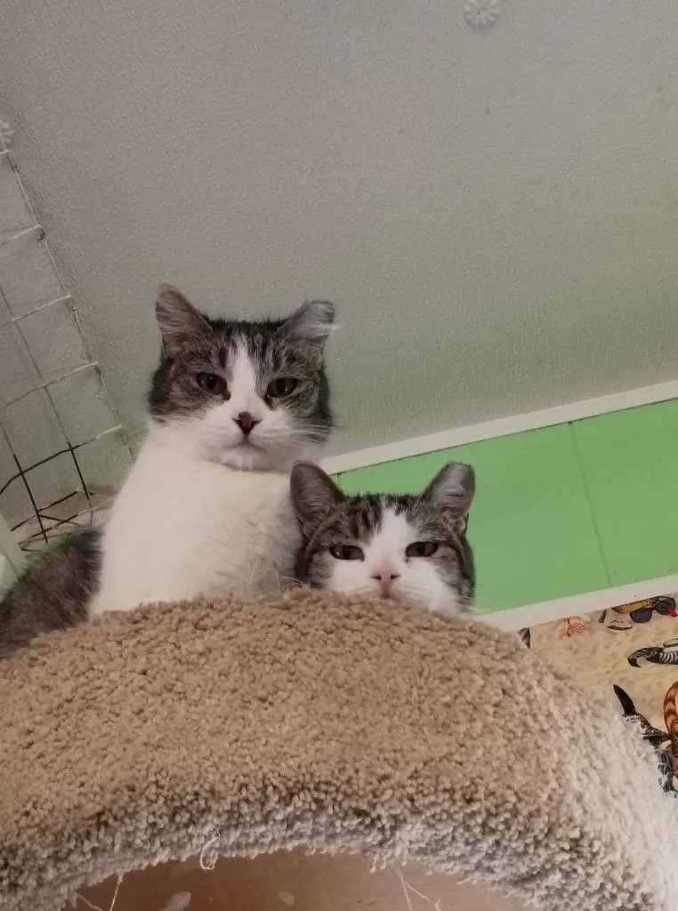 An adult medium-sized female Domestic Short Hair cat named Autumn for adoption in Ogden, UT