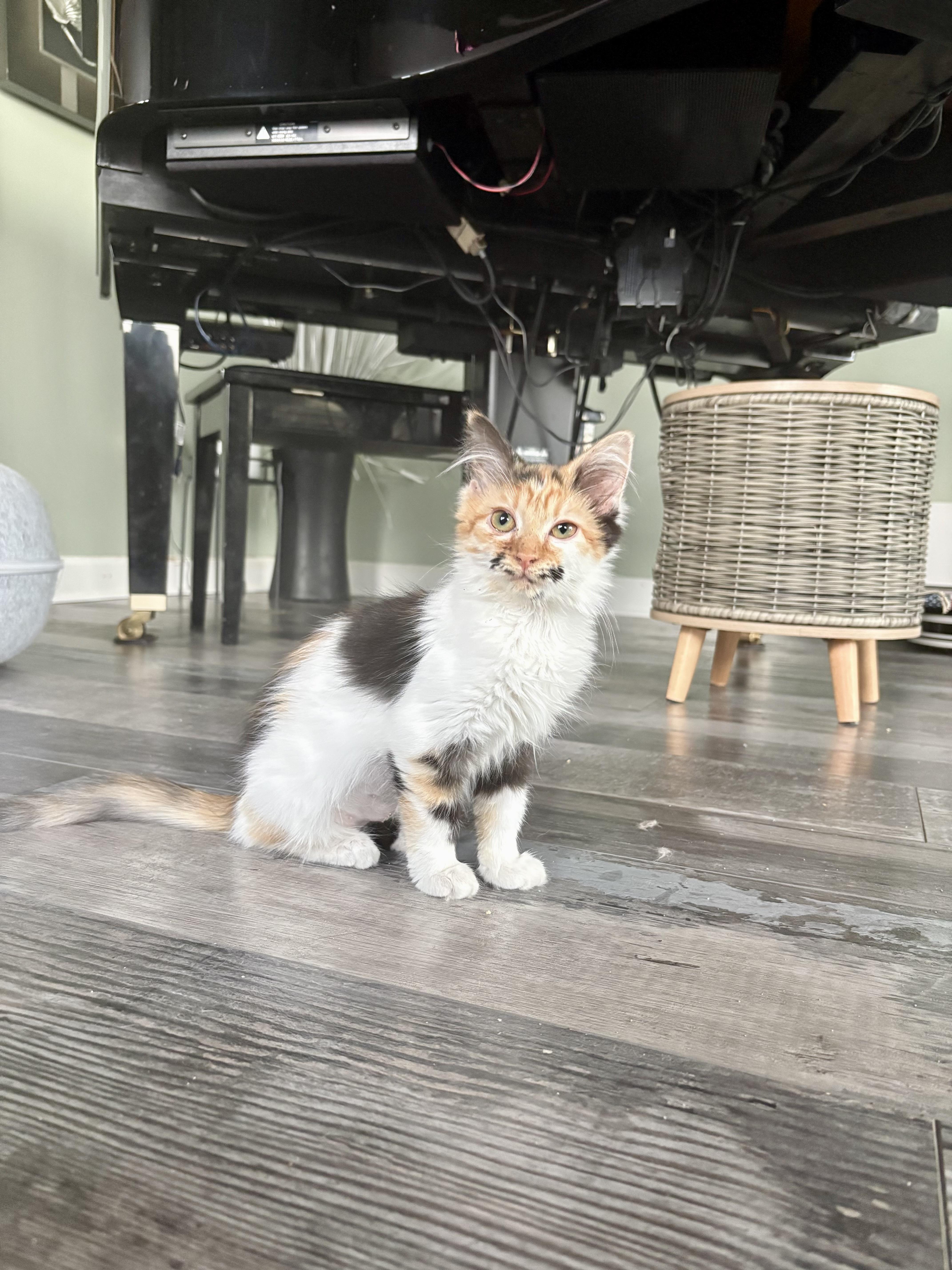A baby small-sized female Calico Domestic Long Hair cat named Karen Smith for adoption in Richmond, VA