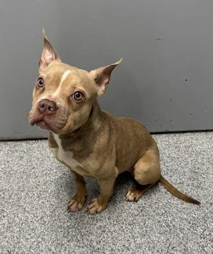 Munchkin thumbnail 2