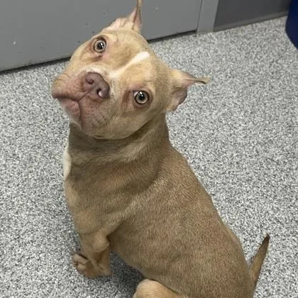 Munchkin thumbnail 3