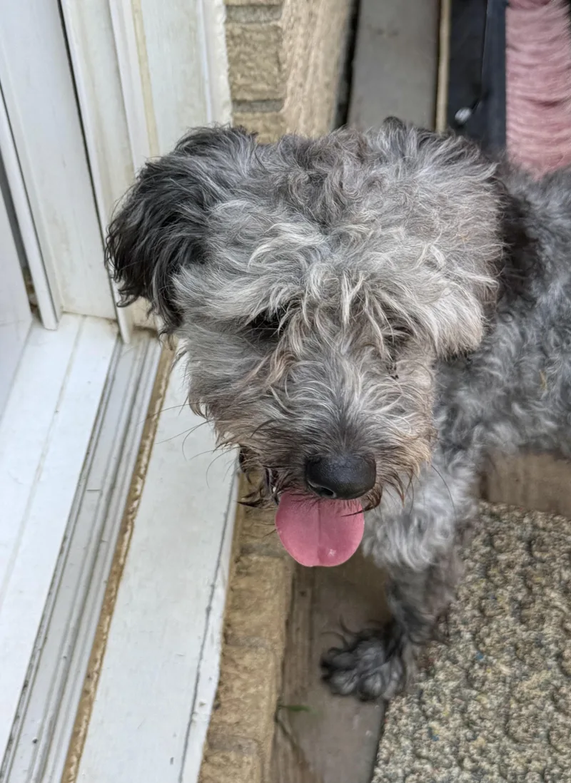 A baby medium-sized male Schnoodle dog named Leo for adoption in Queenstown, MD