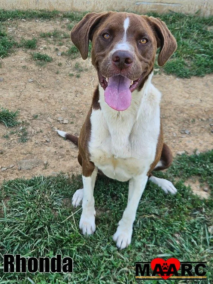 A young large-sized female Pointer dog named Rhonda for adoption in Maryville, TN