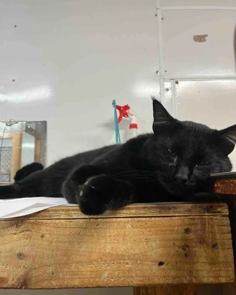An adult small-sized male Black Domestic Short Hair cat named Buddy for adoption in Shreveport, LA