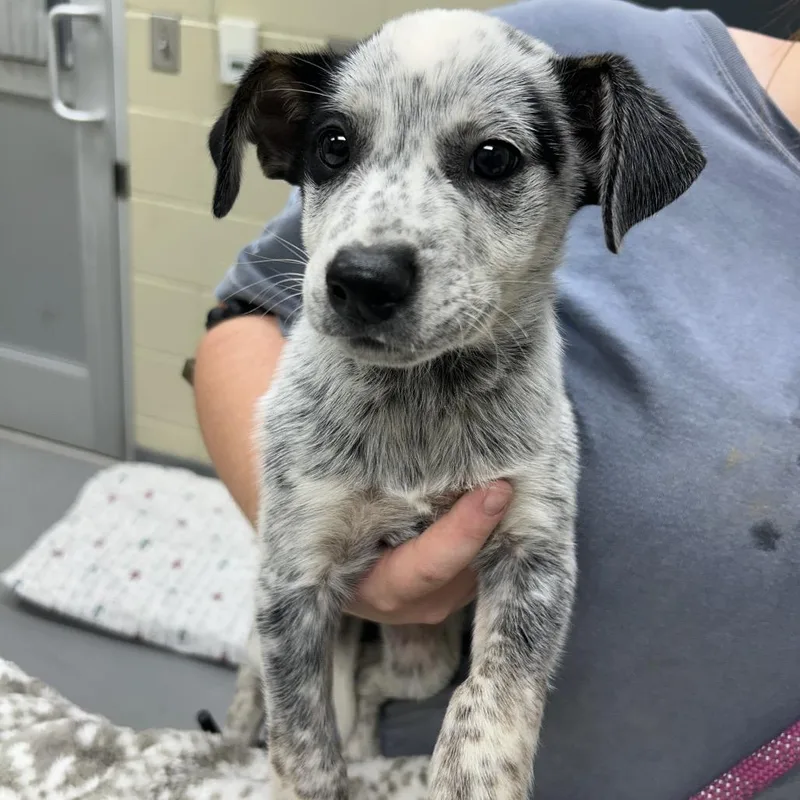 A baby medium-sized male Black Mixed Breed dog named Strayvictorydrive for adoption in Columbus, GA